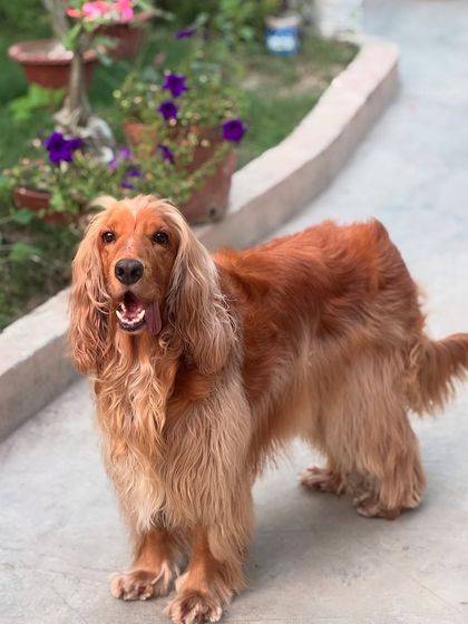 Another beautiful shot of Posto in the garden, looking like a true supermodel.