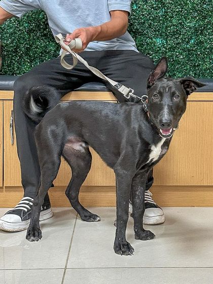 Oh My Dawg - Animal Welfare & Adoption Services Ready for a Forever Home photo 15