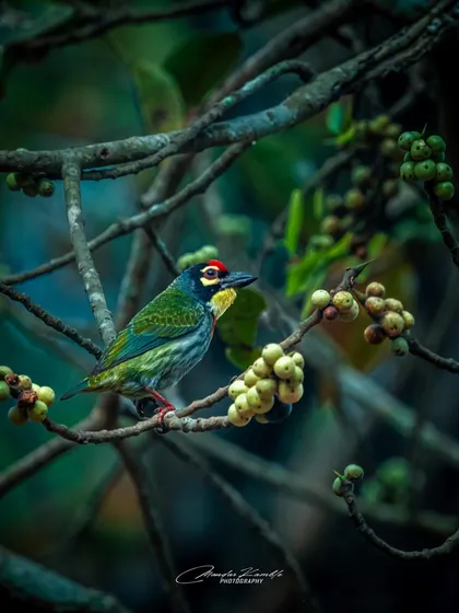 The Coppersmith Barbet, the official bird of Mumbai. Its colourful face with patches of red, yellow, and black makes it a beautiful and challenging subject to photograph.