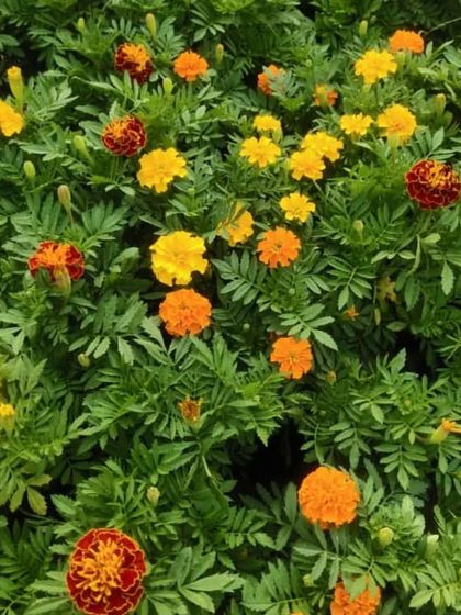 A bed of mixed color Marigolds. They are not only beautiful but also help in keeping pests away from your vegetable garden.