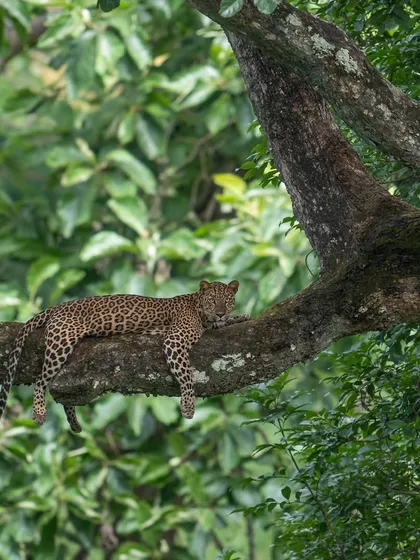 A leopard draped across a branch during the Kabini monsoon. The misty green backdrop creates a dreamlike atmosphere, perfect for capturing the serene moments of these elusive cats.