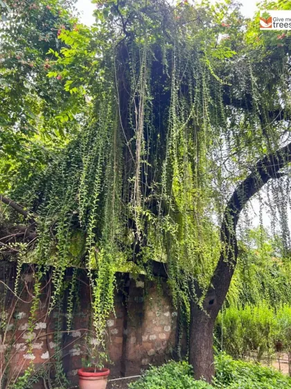 A lush creeper drapes over an old structure, providing natural cover for birds and insects. We believe in preserving and enhancing such natural features within our project sites.