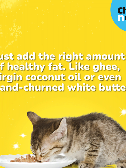 Adding the right amount of healthy fat to your pet's winter diet is also beneficial. A little bit of ghee, virgin coconut oil, or hand-churned white butter can provide extra energy.