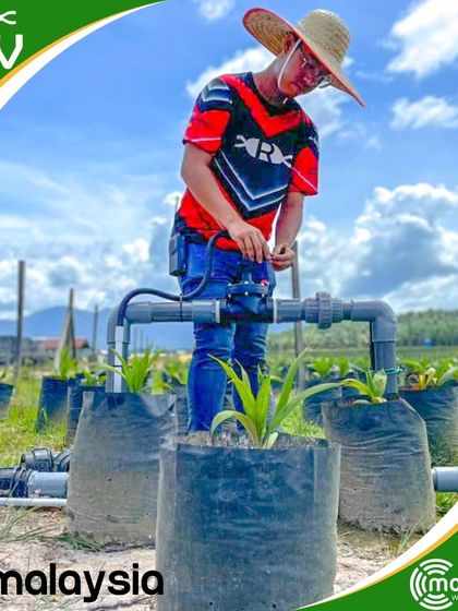 Our LoRa wireless technology being used in a palm oil nursery in Beluran, Sabah, Malaysia, for remote control of irrigation.