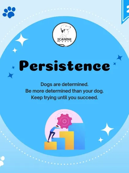 The second pillar is Perseverance. Dogs can be determined, and sometimes stubborn. You need to be more determined than them, trying again and again until you both succeed.