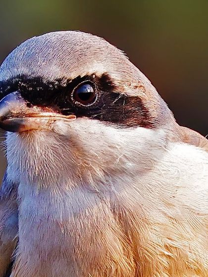 A close-up of a Long-tailed Shrike. The focus on its head reveals the sharp hook at the end of its beak and the bold black mask across its eyes.