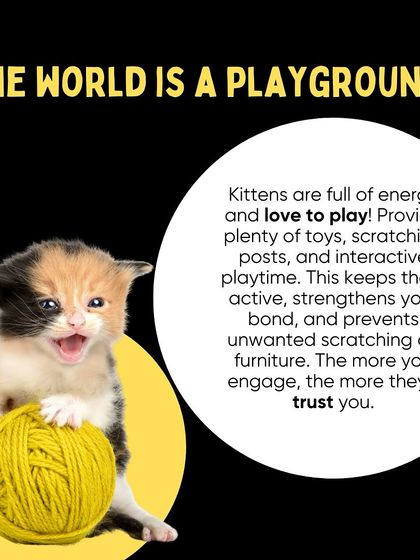 Oh My Dawg - Pet Supplies For New Pet Parents photo 10