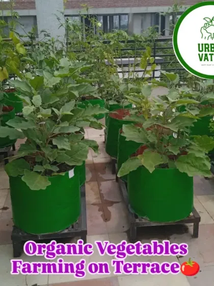 Imagine harvesting your own organic vegetables. I set up complete terrace farms using durable grow bags and healthy saplings, like these thriving brinjal plants, so you can enjoy fresh produce from your own home.