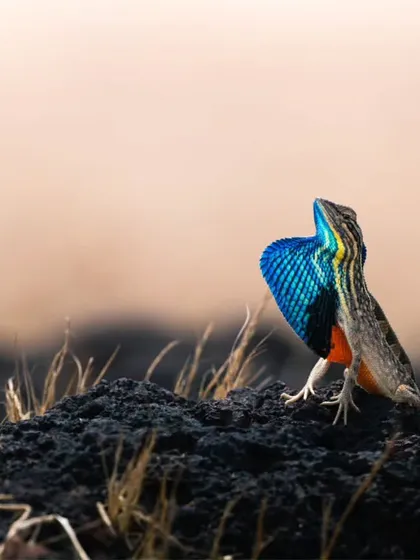 The vibrant fan-throated lizard puts on a spectacular display in the scrublands of Maharashtra. Capturing this burst of color requires patience and an understanding of animal behavior, skills I share on my specialized expeditions.
