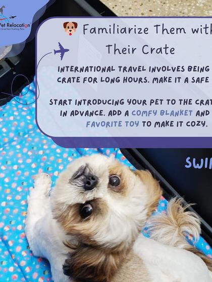 Anvis - Pet Relocation Preparing for Travel: Health, Safety & Documentation photo 36