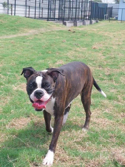 This happy boxer is enjoying his day in our lush green park. When you leave your baby with us, they get to play, eat fresh meals, and sleep in their own personal cabin. It's the perfect solution for traveling pet parents.