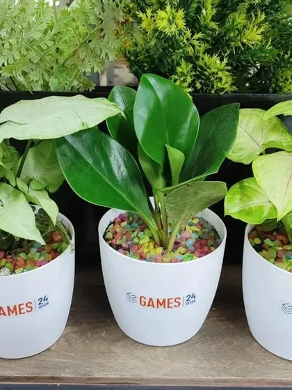 A trio of branded plant gifts for Games 24x7, delivered for their Earth Day event. The white pots are filled with colorful pebbles and feature different plant varieties, including Peperomia and Syngonium.