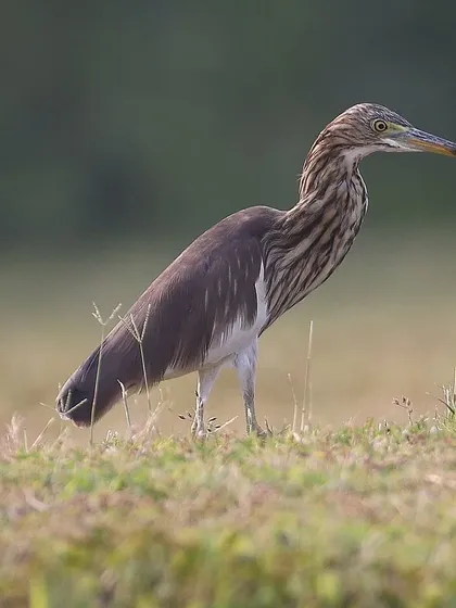 A Pond Heron standing tall in the grass. These herons are masters of camouflage, their streaked brown plumage blending in perfectly with their wetland habitat.