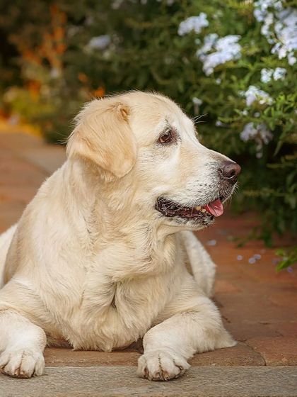 A serene portrait of the Golden Retriever, Ruby, enjoying a quiet moment in the garden.
