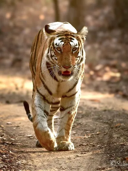A royal catwalk in Bandhavgarh National Park. This tigress, Birohi, moved with such grace and power. Capturing a clean, head-on walking shot like this requires anticipating the animal's path and being ready for that split-second opportunity.