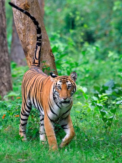 The Tiger Tank female, one of the prettiest tigresses I have ever photographed in India. She was known for her regal walk and comfort around safari vehicles, providing incredible photographic moments.