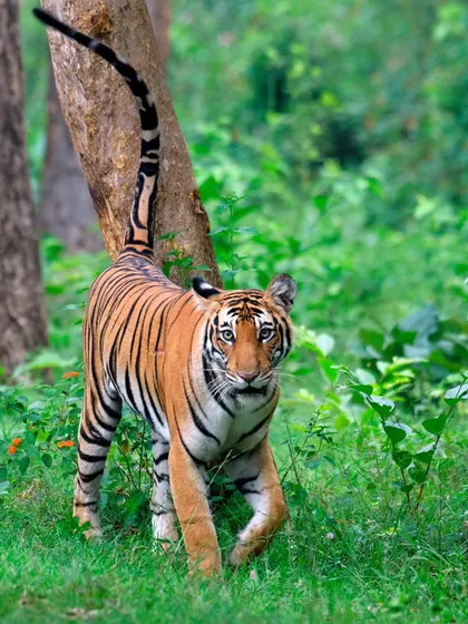The Tiger Tank female, one of the prettiest tigresses I have ever photographed in India. She was known for her regal walk and comfort around safari vehicles, providing incredible photographic moments.
