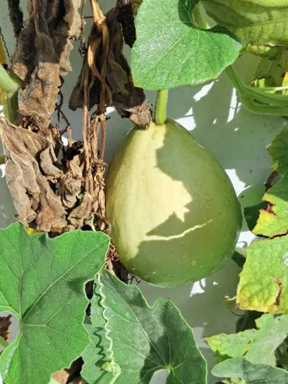 Bhardwaj - Urban Gardening Consultation Grow Your Own Organic Vegetables photo 28