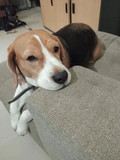 This Beagle looks so peaceful resting his head. It makes me happy to see them so relaxed.