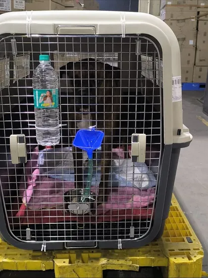 Milo, inside his crate, ready for his manifest cargo flight to New York. The crate is set up with water, comfortable bedding, and everything he needs for a safe journey.