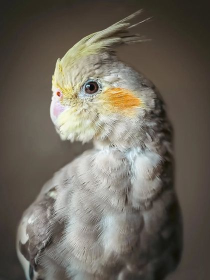 Meet Momo, a handsome cockatiel with a shy but photogenic personality. This close-up portrait captures his delicate features and the subtle colors of his feathers.