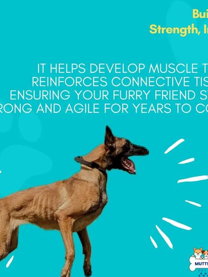 Poochkoo Mutts & Nutts - Dog Fitness & Recreation Off-Leash Freedom & Play photo 17