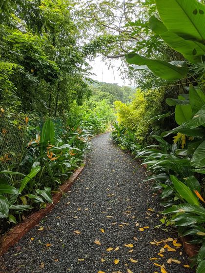 A gravel path meanders through a dense, tropical-style garden. I designed this walkway to feel like a secluded nature trail, surrounded by layers of lush foliage for an immersive experience.