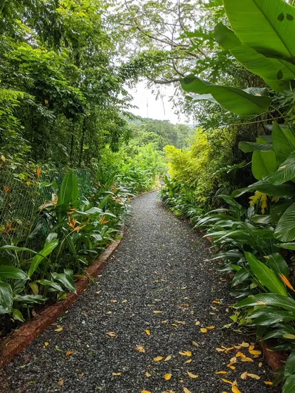 A gravel path meanders through a dense, tropical-style garden. I designed this walkway to feel like a secluded nature trail, surrounded by layers of lush foliage for an immersive experience.