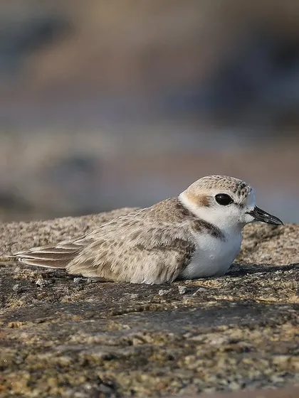 A Malaysian Plover resting on the rocks. These birds often lay their eggs in simple scrapes in the sand, making their nests highly vulnerable.