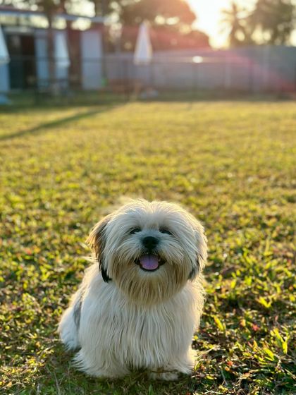 The Pawsome Camp - Dog Daycare & Boarding Our Pack: Portraits from the Camp photo 38