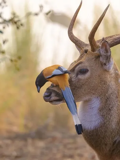 A moment of symbiosis in Ranthambore. A Rufous Treepie cleans ticks and pests from the face of a Spotted Deer, a perfect example of the cooperative relationships that exist throughout the natural world.