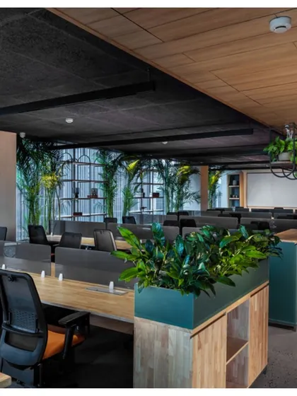 In this office, we used planters as dividers between workstation clusters. This not only improves air quality but also provides visual relief and a sense of calm, contributing to a healthier and more productive work environment.