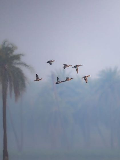 A flock of Northern Shovelers flying through the misty air, with palm trees in the background. This shot captures the atmosphere of a pre-winter morning at Surajpur.
