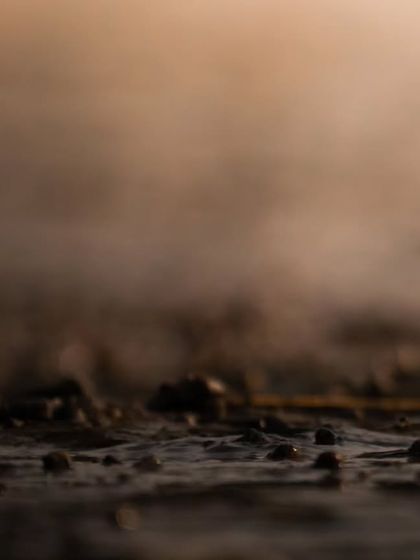A close-up, artistic shot of a Sand Plover, with only part of its body visible against a misty, textured background.
