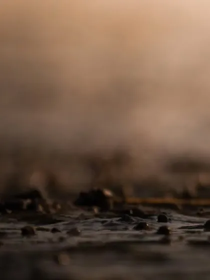 A close-up, artistic shot of a Sand Plover, with only part of its body visible against a misty, textured background.