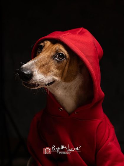 Pragalbh - Commercial Pet Photography Creative & Themed Campaigns photo 23