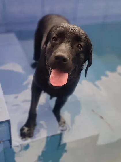 This happy black Lab is asking, "Time for a swim?" We love seeing our guests enjoy the cool water on a hot day.