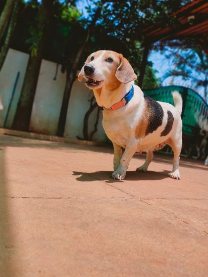 Stay - Dog Daycare Quiet Time & Cozy Naps photo 25