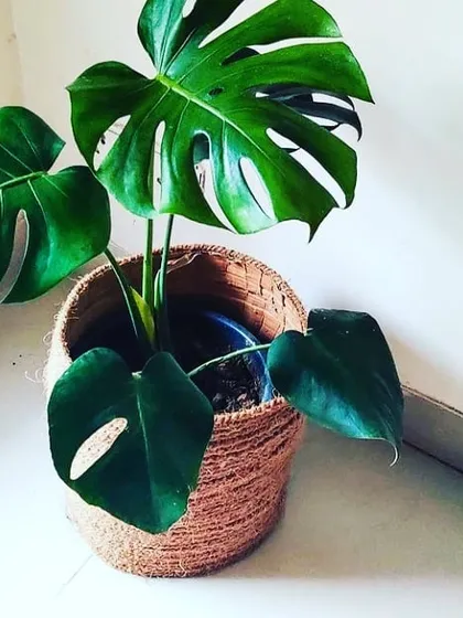 The Monstera Deliciosa is one of the most popular indoor plants we provide for homes and offices. Its beautiful, unique leaves add a stylish and tropical feel to any indoor space.