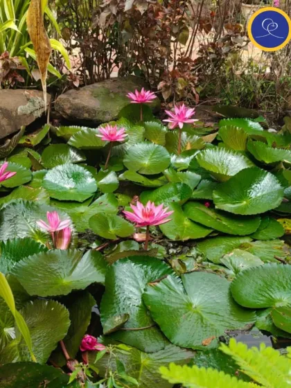 A closer look at the beautiful lotus flowers at our Kriyaban retreat venue. Each one is a reminder of the potential for spiritual beauty to blossom within us.
