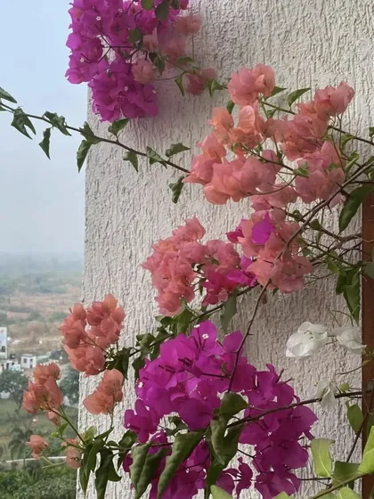 The reward of a well-planned balcony garden. We love getting photos like this from happy clients, showing their bougainvillea in full, glorious bloom.