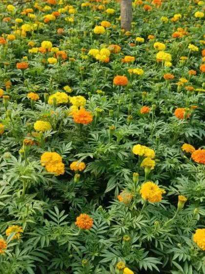 My nursery is always full of color with seasonal flowers like these marigolds. I grow them in large quantities, making them ideal for decorating large spaces, event venues, or simply filling your garden beds with vibrant blooms.