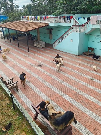 My staff and I are always out there with the dogs, making sure everyone is happy and playing safely.