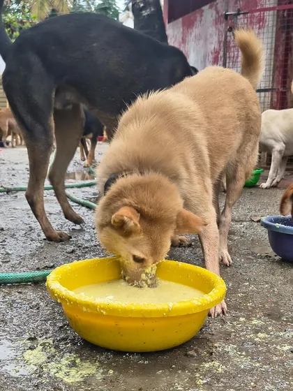 A happy dog enjoying a full bowl. Every day, our dogs wake up to the safety and nourishment they once only dreamed of, all thanks to our sponsors.