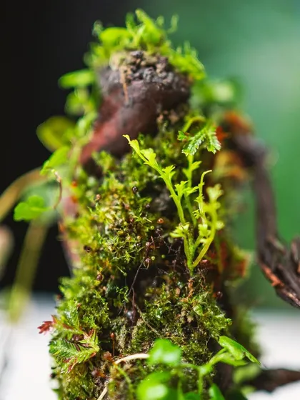A macro shot of the delicate ferns and moss in one of my dome terrariums. These details are what make each piece a unique, living work of art.