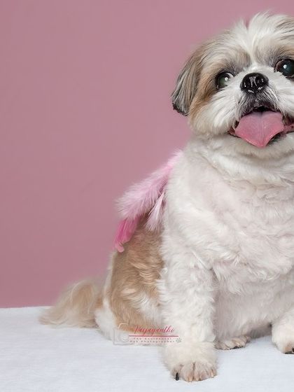 Sushi looking angelic with a pink feather. The simple pink background and soft lighting create a dreamy and sweet portrait.