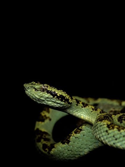 Rainforest Rendezvous: Macro & Herping photo 12