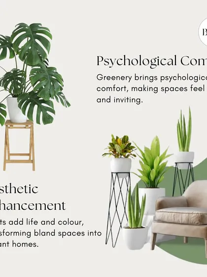Plants offer both aesthetic enhancement and psychological comfort. They can transform a bland space into a vibrant home and make it feel more serene and inviting.