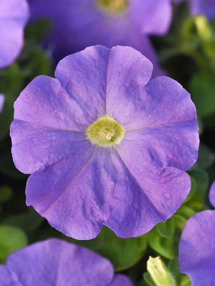 A simple yet elegant lavender-blue petunia. This multiflora type produces a profusion of smaller flowers, creating a soft, cloud-like effect in hanging baskets and garden beds.