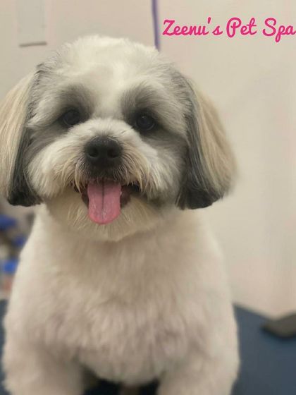 Zeenu's Pet Spa - Dog Grooming & Spa Breed-Specific Styling: Shih Tzu, Lhasa & More photo 8